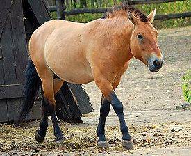 Все о лошади Пржевальского: почему так называется конь, интересные факты, описание