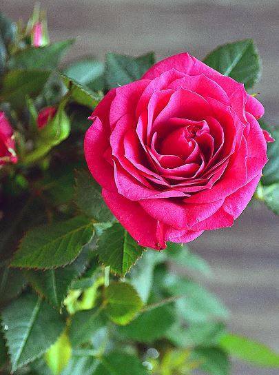 Роза кордана: как ухаживать после покупки, выращивание в открытом грунте и домашних условиях