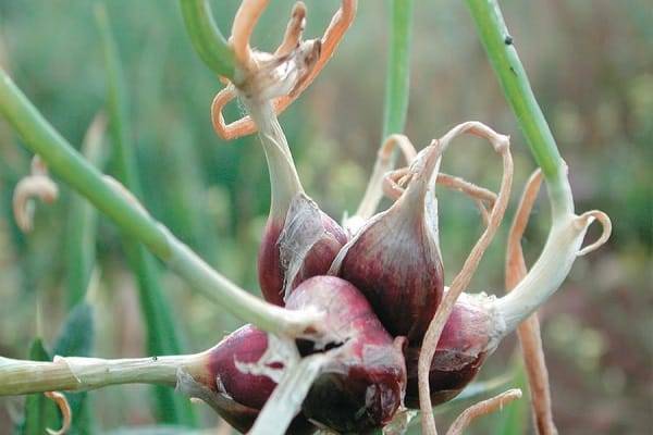 Выращивание и уход за многоярусным луком: особенности и характеристика