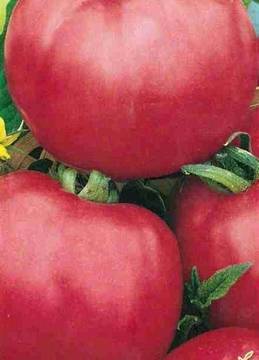 Томат "каспар" f1: описание сорта, характеристики урожайности, рекомендации по выращиванию отличных помидор