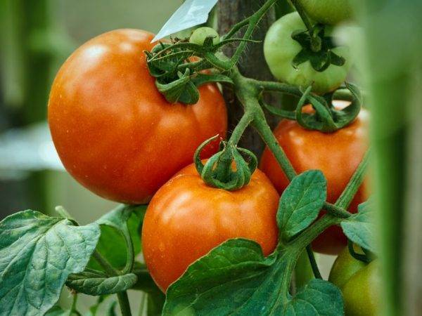 Описание сорта томата медовые росы и его характеристики