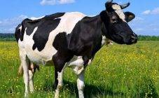 Болезни копыт у коров