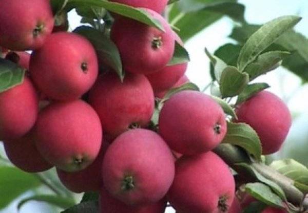 О яблоне Жигулевское: описание сорта, характеристики, агротехника, выращивание