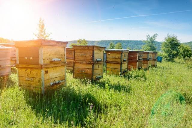 Нормы и правила содержания пчел