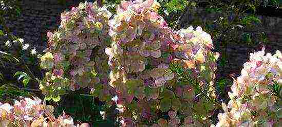Гортензия сандей фрайз метельчатая: фото и описание, уход и посадка растения