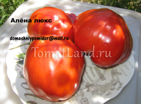 Томат взрыв: описание, отзывы, фото, урожайность, описание и характеристика | tomatland.ru