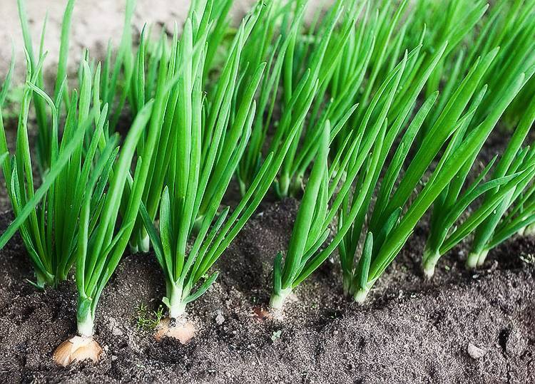 Все о выращивании лука севка: посев и уход за растением, мульчирование