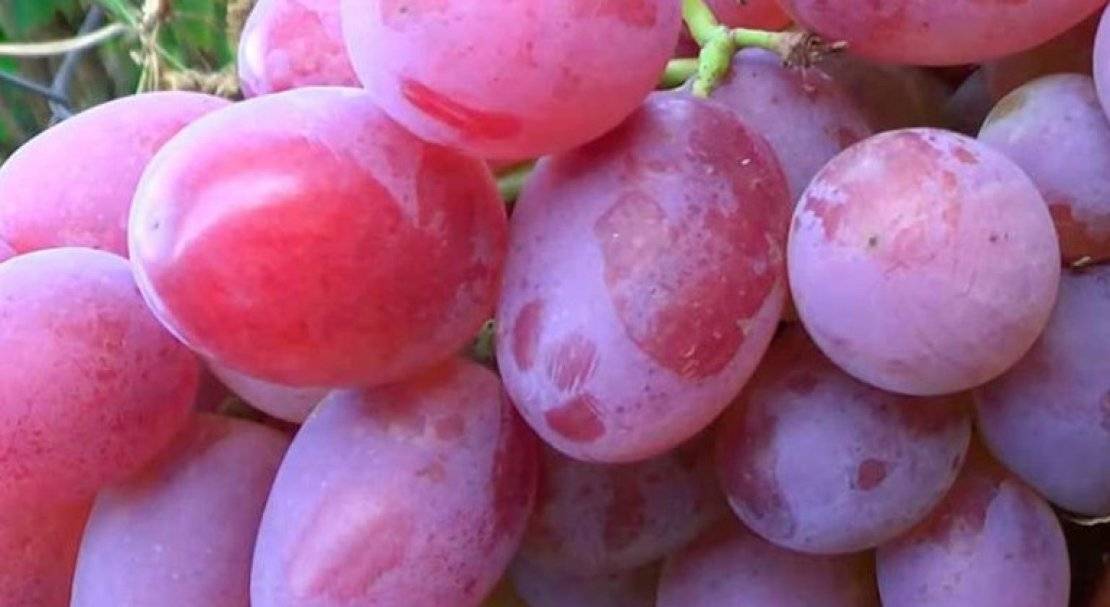 Виноград гелиос: новый, перспективный и высокоурожайный сорт 2015 года