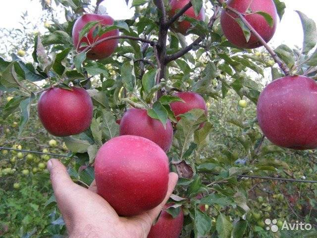 Посадка яблонь весной: от покупки саженцев до тонкостей высадки культуры