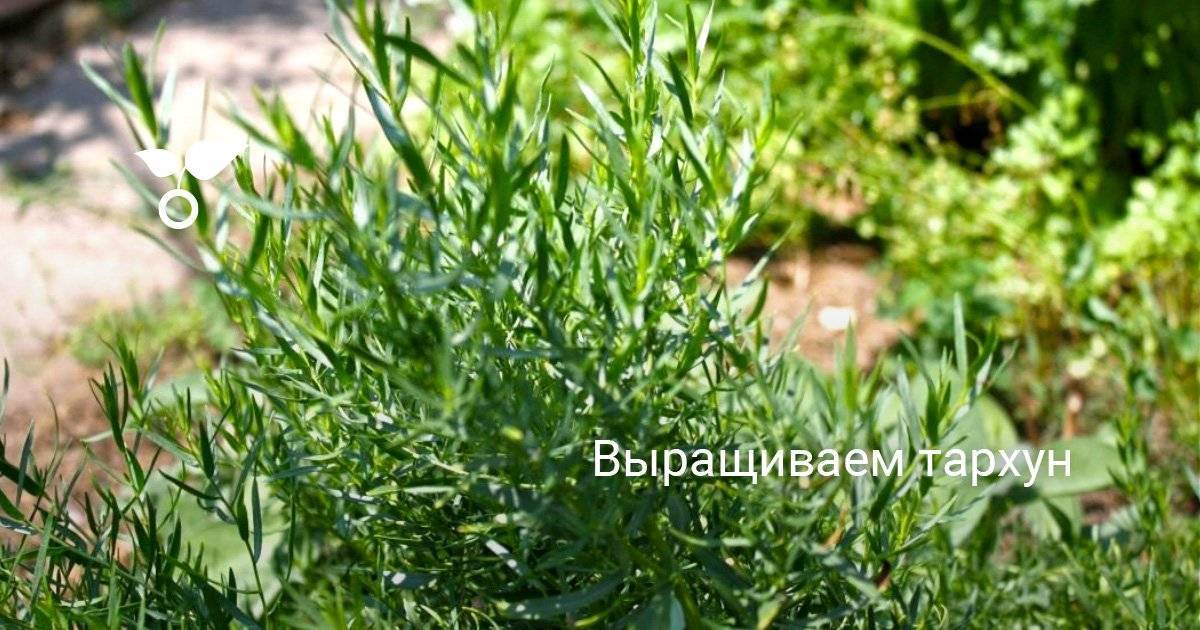 Выращивание и применение тархун травы в домашних условиях: полезные свойства и противопоказания