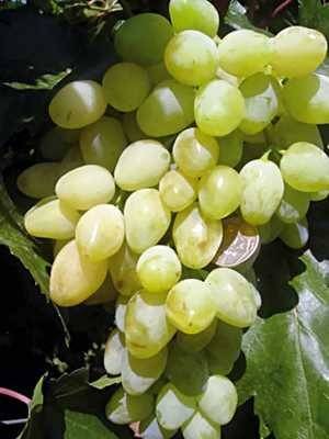 Описание винограда долгожданный