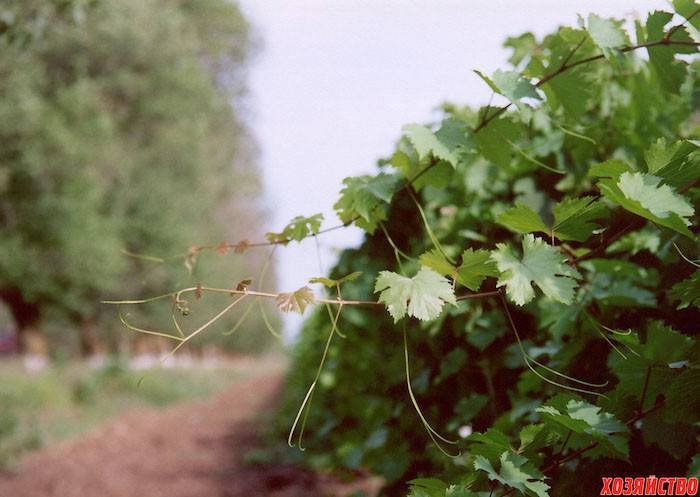Осыпание завязи у винограда