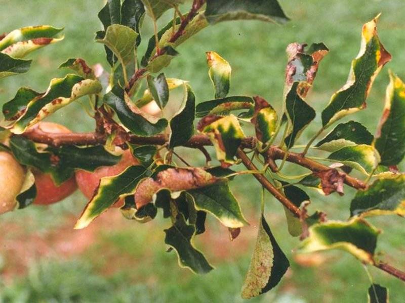 Что делать, если чернеют листья на яблоне? советы профессионалов