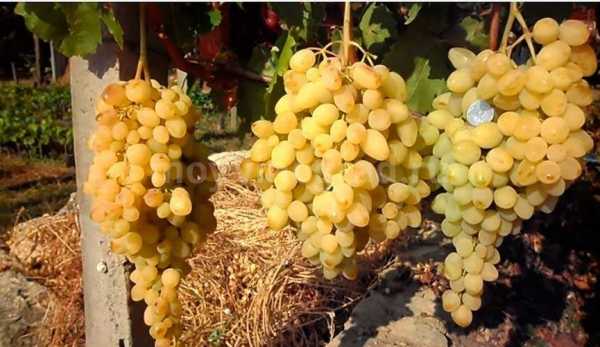 Дикий виноград: характеристика и описание сорта, посадка и уход