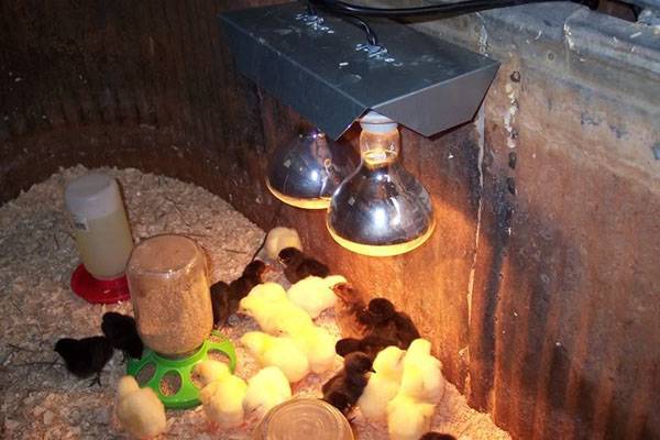 Уход за цыплятами после инкубатора в домашних условиях