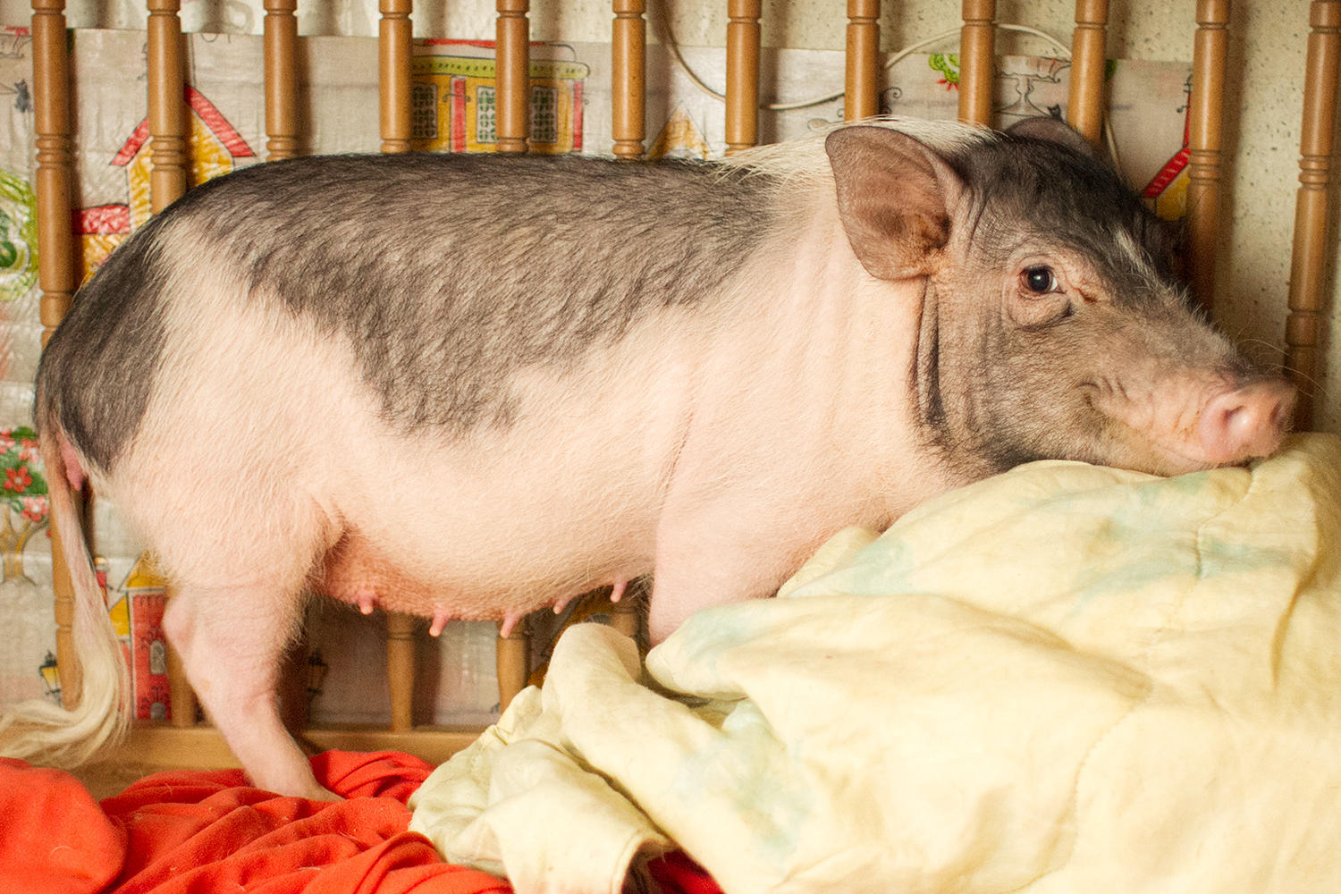 Карликовые свиньи, они же мини-пиги: как купить и содержать такого поросенка - афиша daily