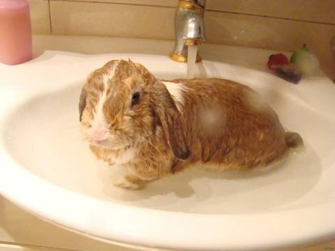 Можно ли купать декоративного кролика, как часто можно мыть и как сушить