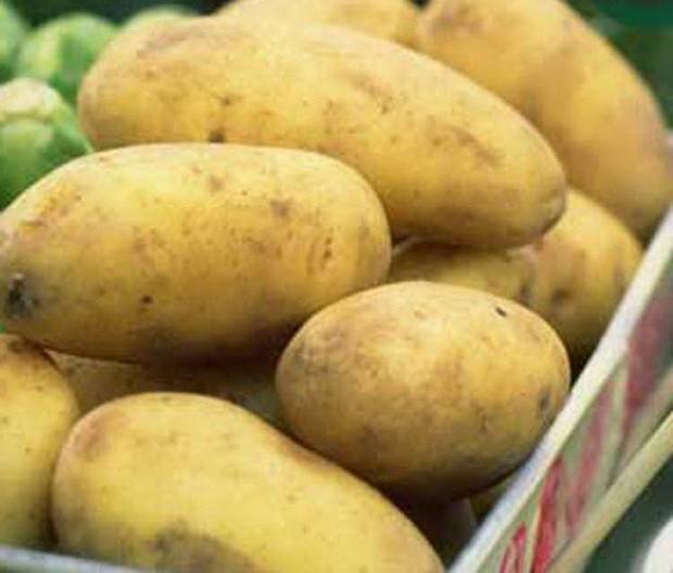 Лучшие сорта картофеля на 2020 год: самые высокоурожайные для регионов россии, украины и белоруссии