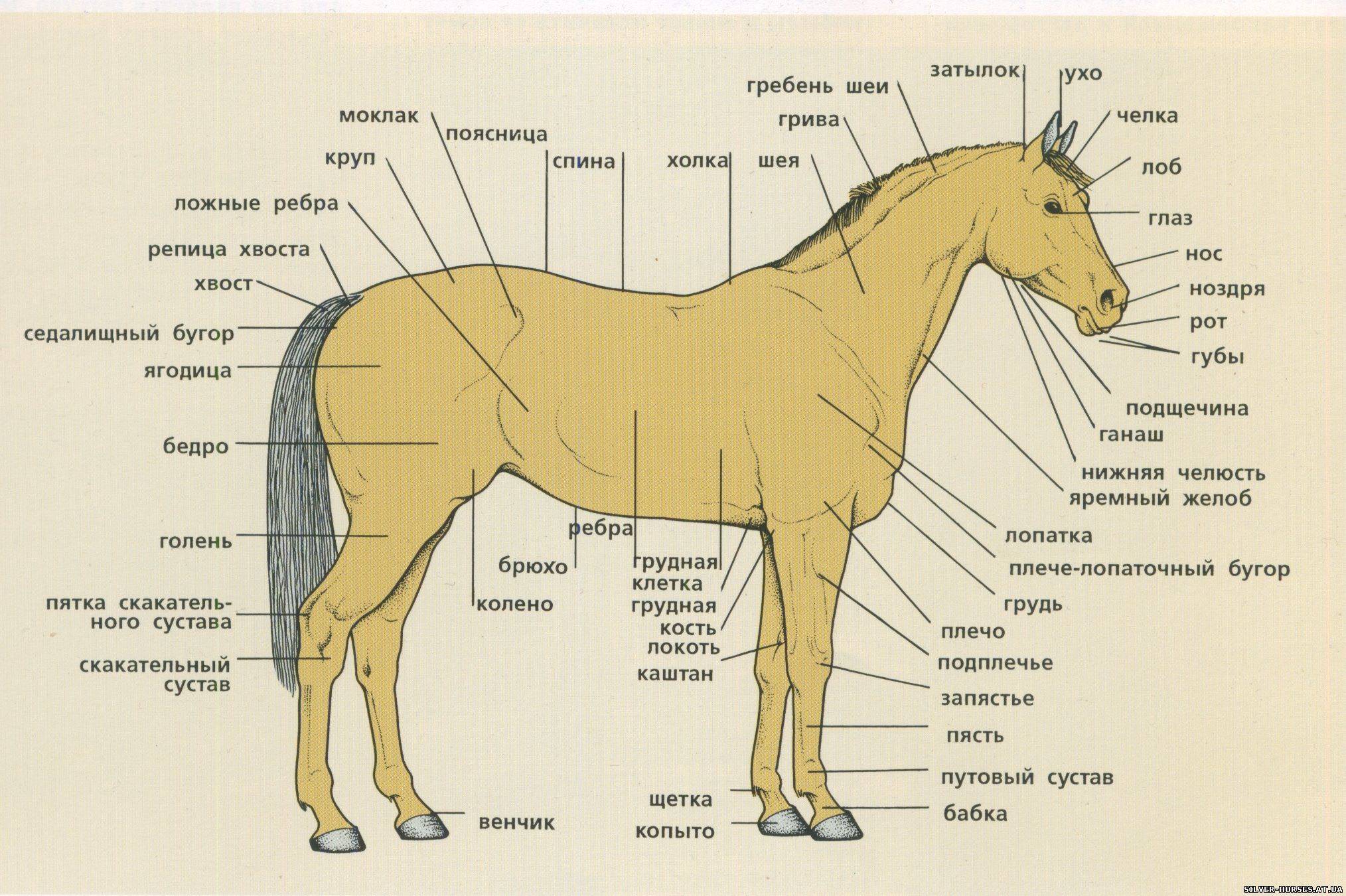 Анатомия лошади, ее строение, особенности