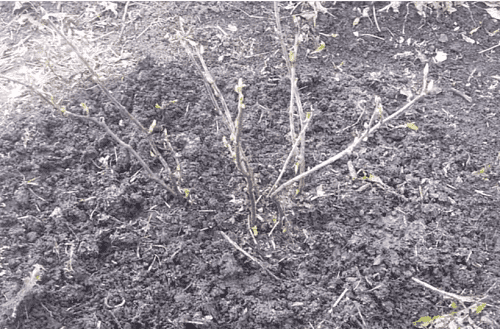 Как посадить черную смородину весной