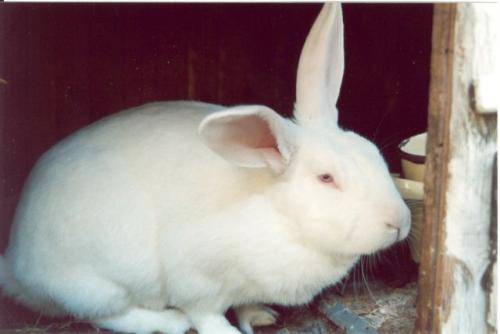 Особенности разведения, выращивания и кормления кроликов великанов. фото популярных пород