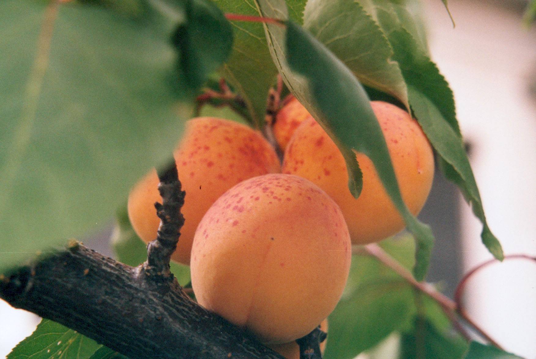 Как сажать абрикос: пошаговая инструкция и дальнейший уход