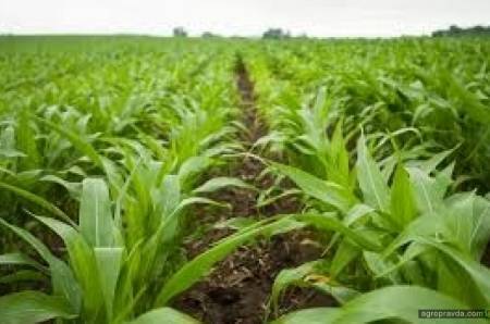 Гербицид по кукурузе: правила обработки и описания 7 лучших почвенных препаратов