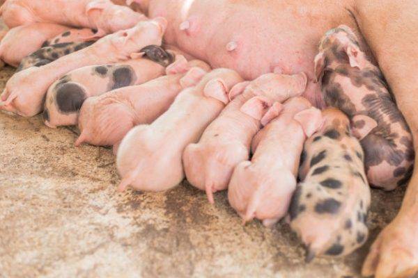 Разведение свиней в домашних условиях: правила ухода, полезные советы начинающим