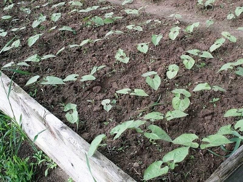 Выращивание рассады томатов: как и когда сеять, уход, пикировка
