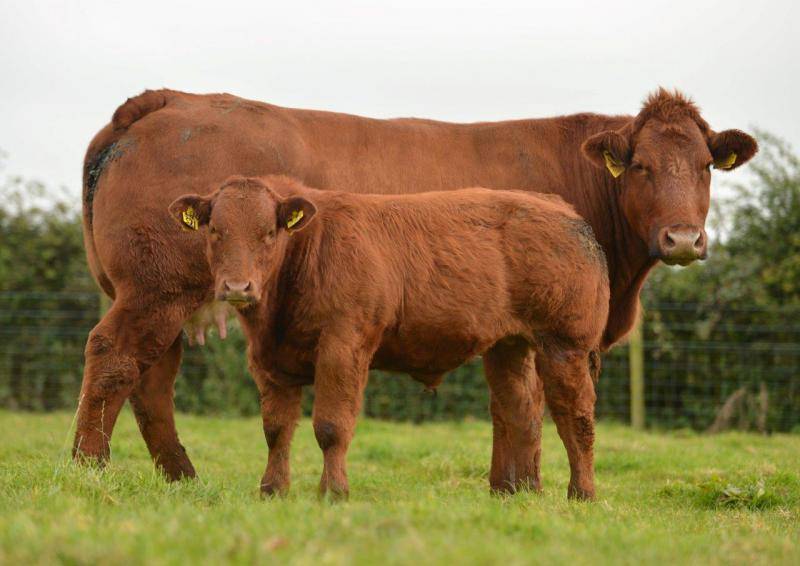 Коровы породы лимузин – лучший вид крс мясного направления 2020