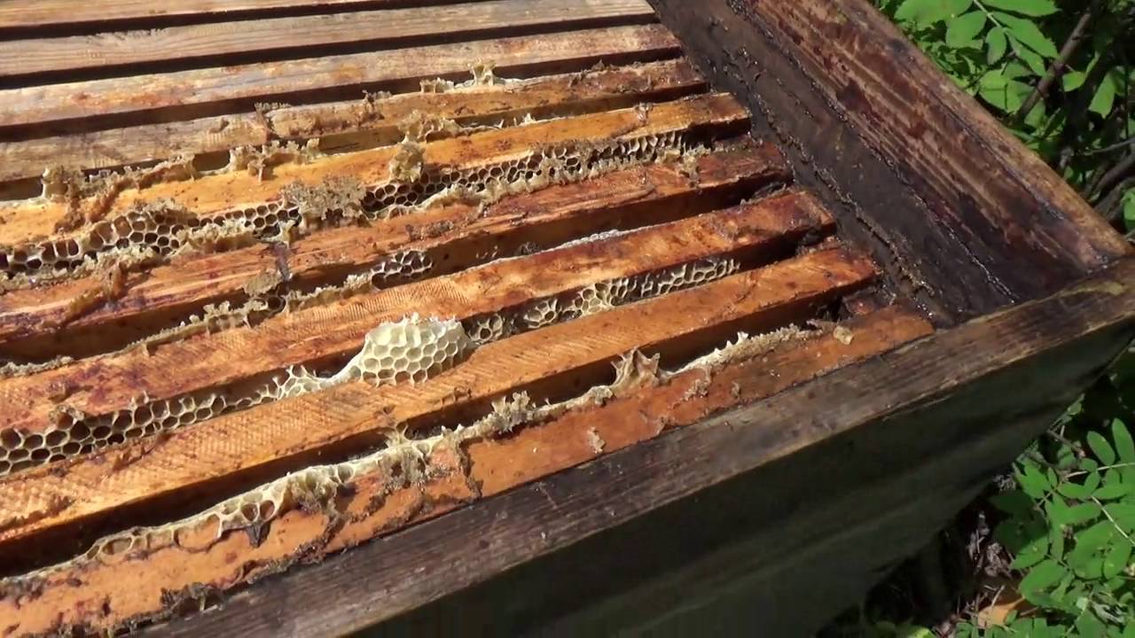 О пчелах в августе: пчеловодство, уход за пчелами, лечение, что делать на пасеке