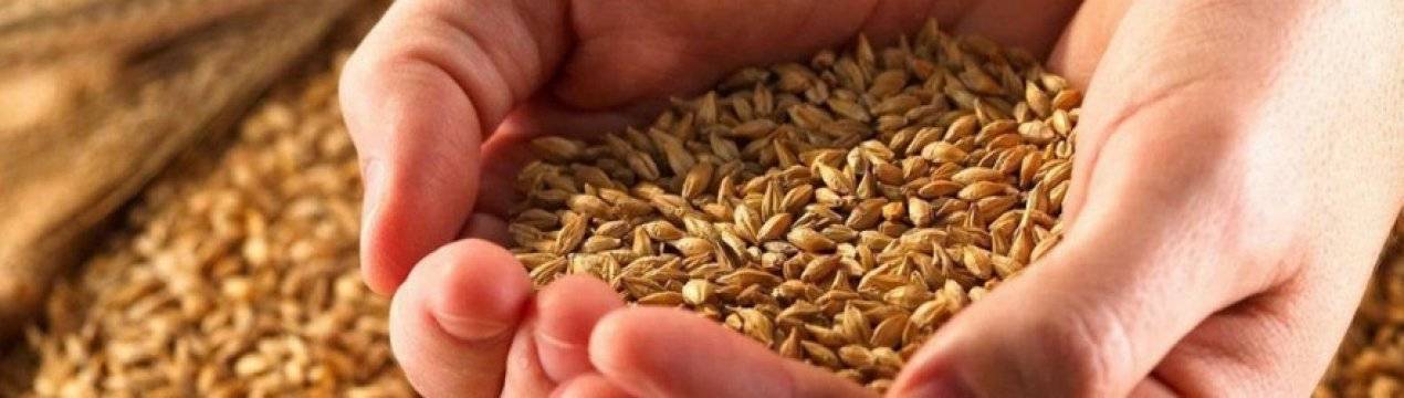 Как прорастить пшеницу для кур? проращивание в домашних условиях. чем пророщенная пшеница лучше ячменя?