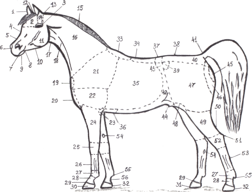 Характеристики частей тела лошади
