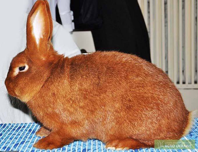 Белый новозеландский кролик (нзб): описание и характеристика породы, содержание и разведение, болезни и лечение