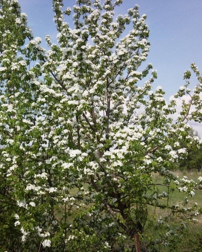 Груша сорта талгарская красавица: неприхотливость и обильный урожай