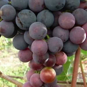 Лучшие сорта винограда для коньяка