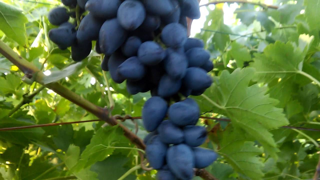 Описание сорта винограда Викинг: посадка, особенности ухода и содержания