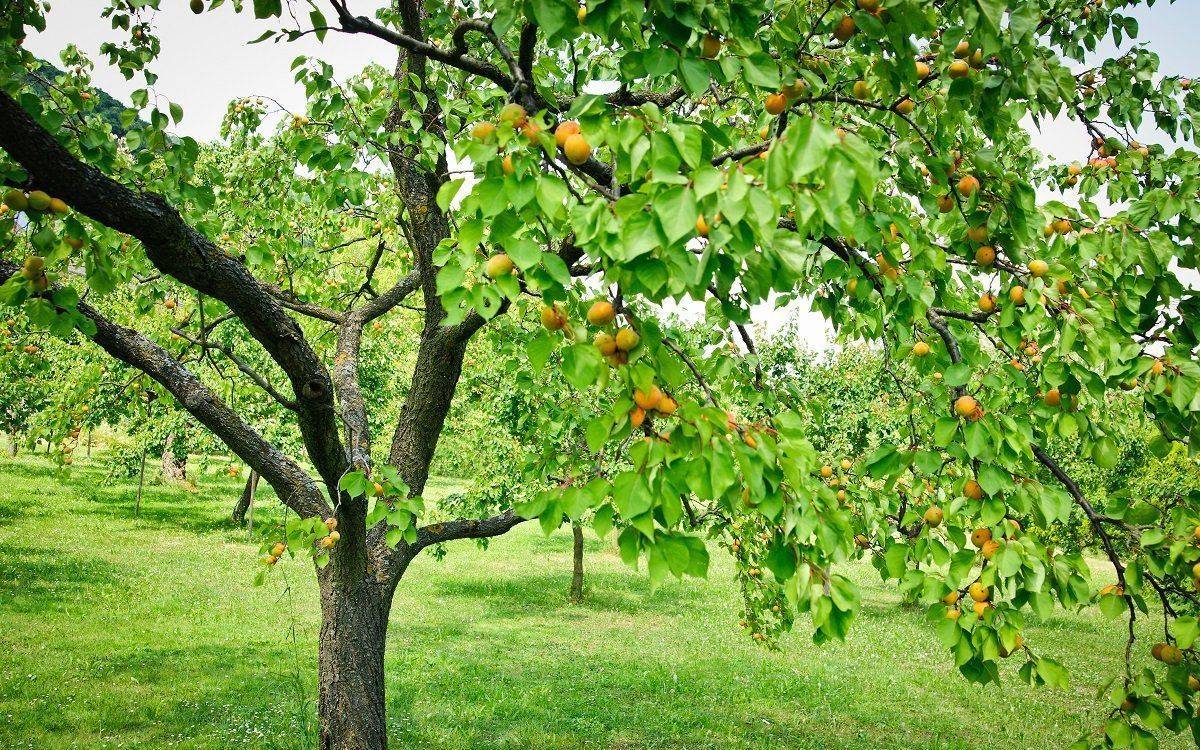 Дерево абрикос: посадка и уход, фото, обрезка, прививка, описание сортов, болезни и вредители