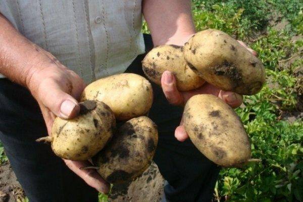 Картофель "фермер" с подробным описанием сорта, фото, отличительные характеристики