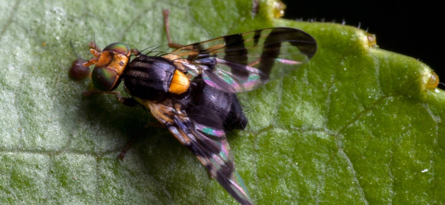 Вишневая муха — описание, методы борьбы