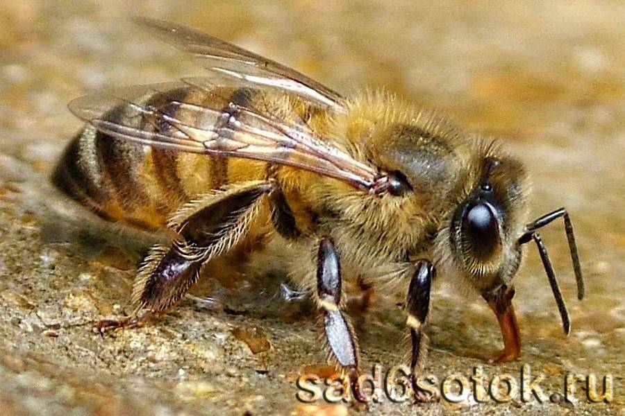 О видах пчел: медоносная, бурзянская, гигантская, как называется большая пчела