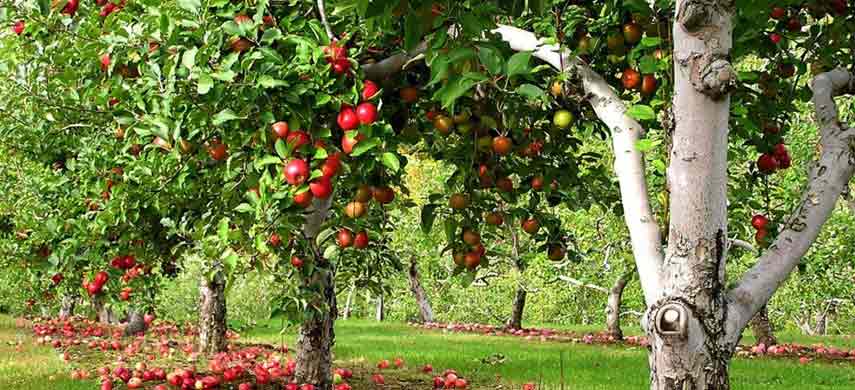 Что можно сажать рядом с яблоней в саду — совместимость с другими культурами