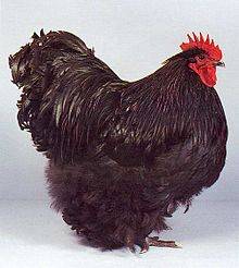 Куры орпингтон (38 фото): описание породы. особенности палевых цыплят, уход и кормление, отзывы владельцев
