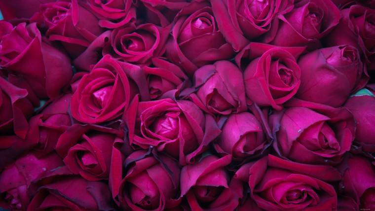 О пурпурных розах: описание и характеристики сортов, уход и выращивание