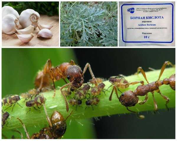 Народные средства борьбы с муравьями