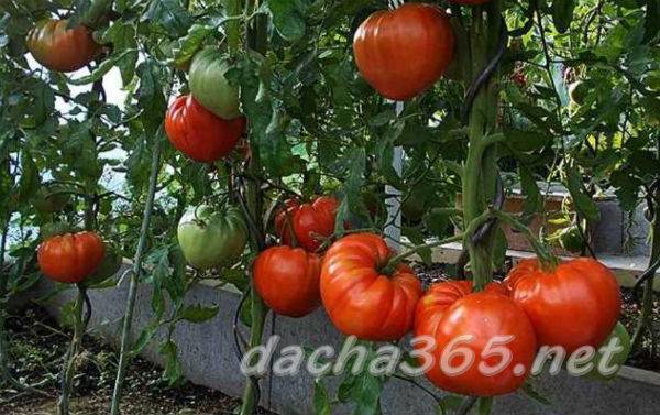 Стабильный урожай в любой сезон: сорт помидоров шапка мономаха