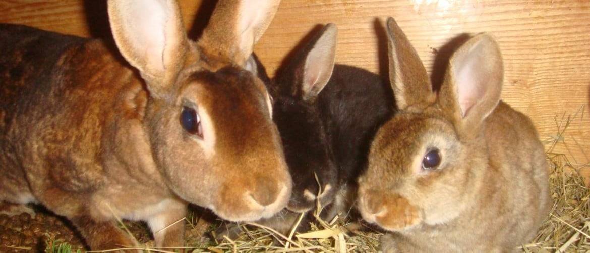 Ушной клещ у кроликов - признаки, лечение, препараты