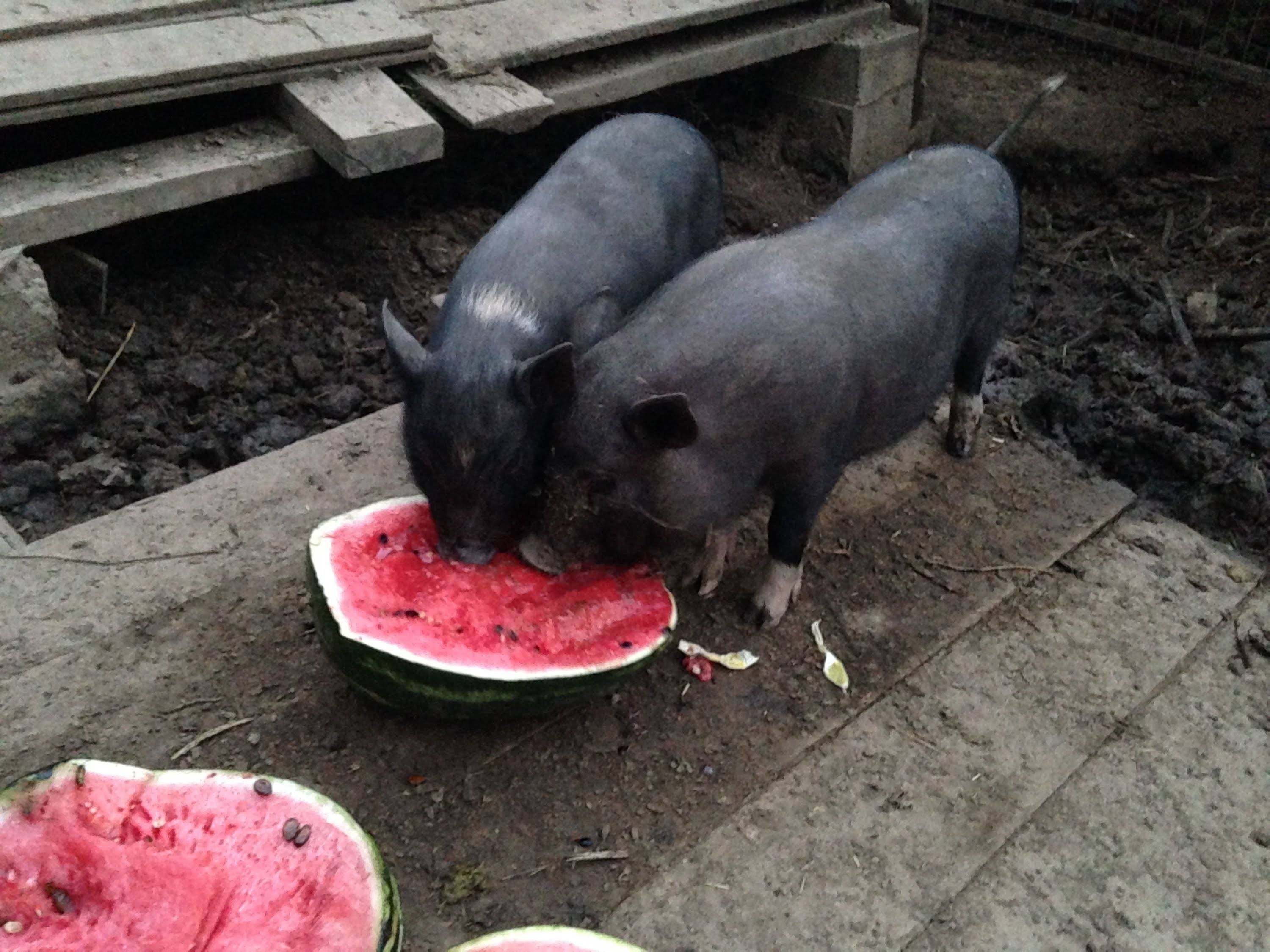 Разведение свиней: особенности содержания и питания