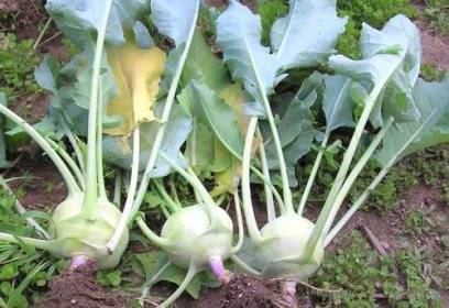 Капуста кольраби: выращивание рассады и уход за ней в домашних условиях