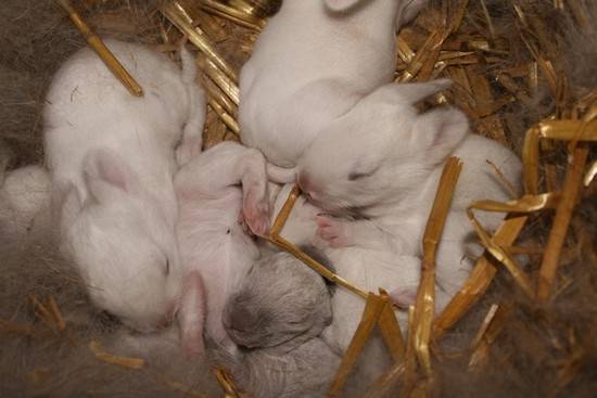 В каком возрасте кролики готовы к спариванию?